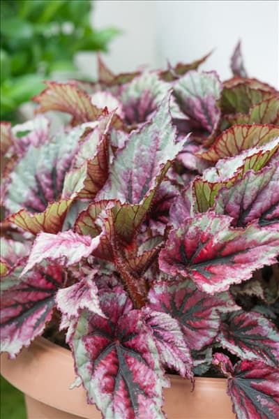 Begonia Evening Glow