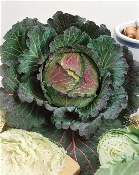 Brassica oleracea var. capitata f. rubra Violacea di Verona