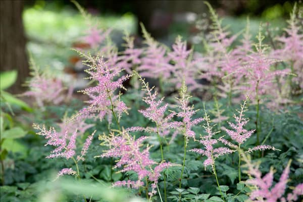 Astilbe Hennie Graafland