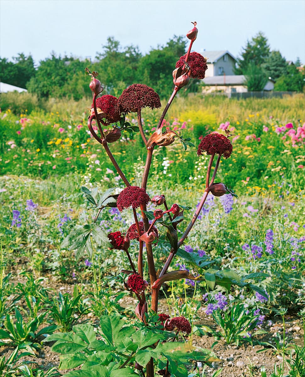 Angelica archangelica