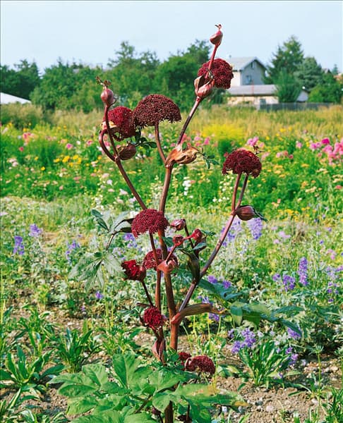Angelica archangelica