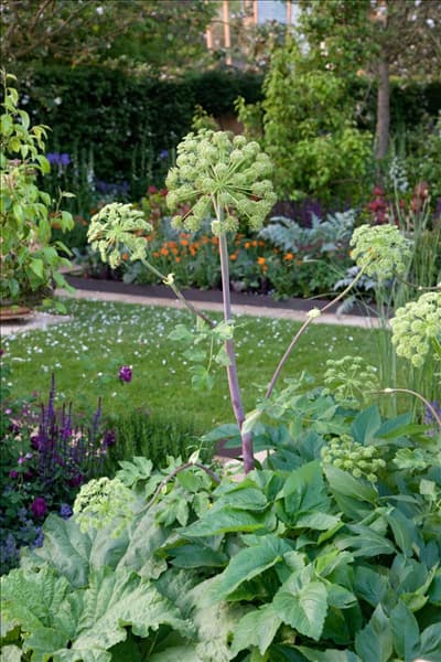 Angelica archangelica