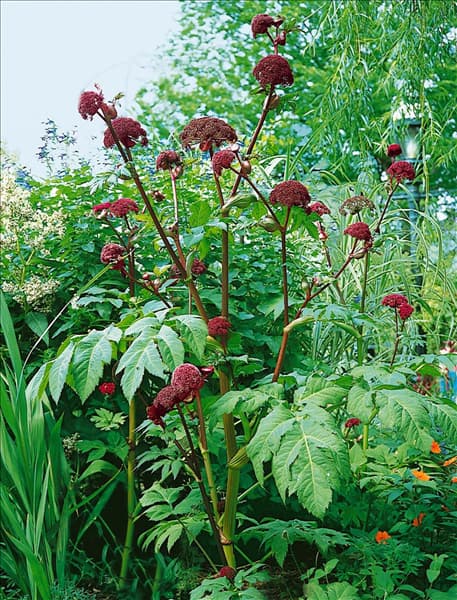 Angelica archangelica