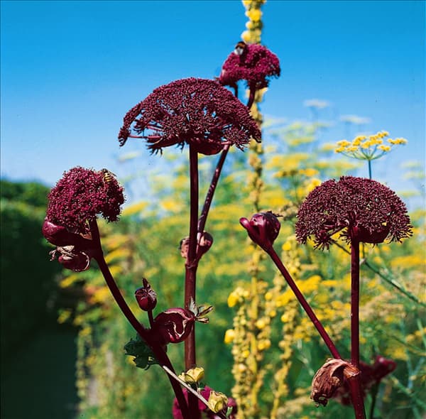Angelica archangelica