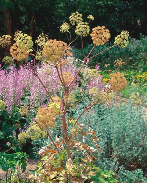 Angelica archangelica