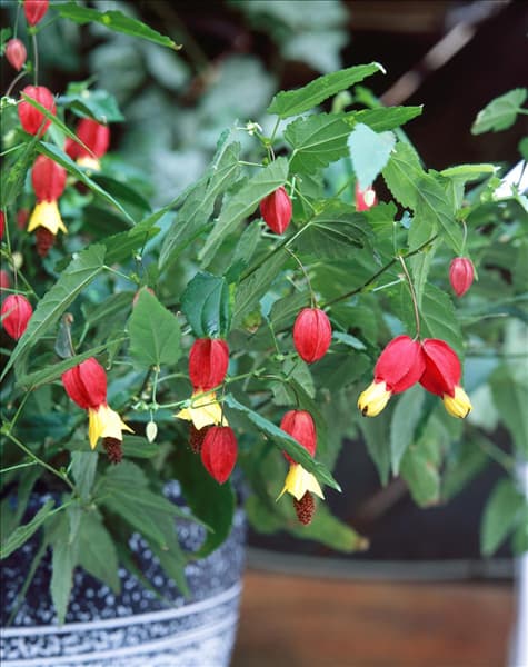 Abutilon megapotamicum