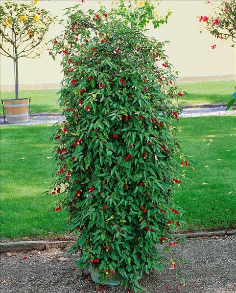 Abutilon megapotamicum