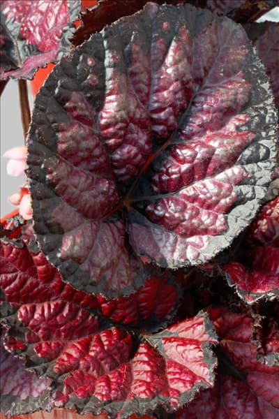 Begonia rex Chicago Fire