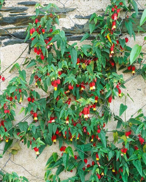 Abutilon megapotamicum