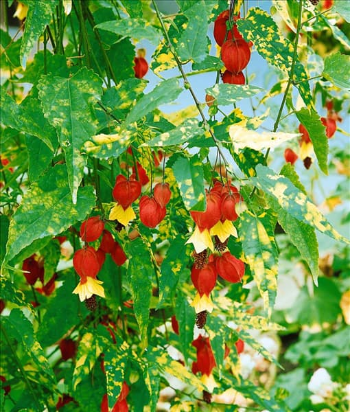 ABUTILON MEGAPOTAMICUM