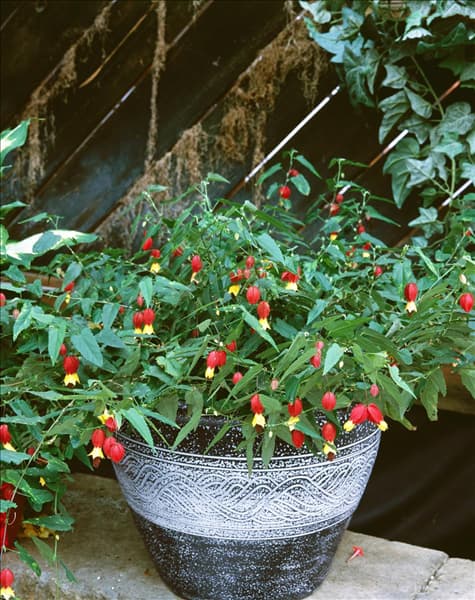 Abutilon megapotamicum
