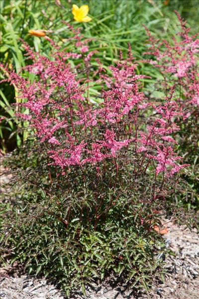 Astilbe simplicifolia Key West