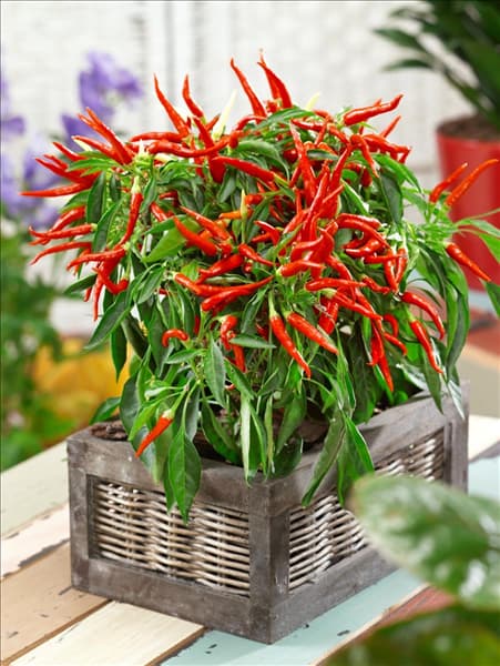 Capsicum annuum Ornamental im Topf