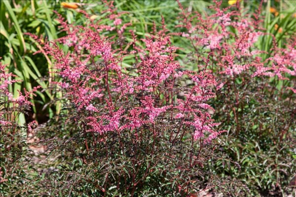 Astilbe simplicifolia Key West