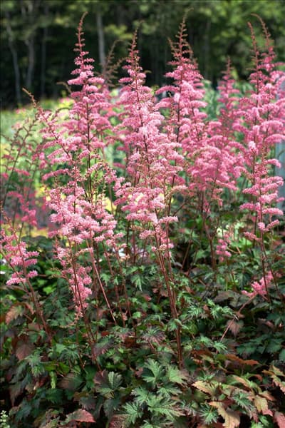 Astilbe simplicifolia Key West