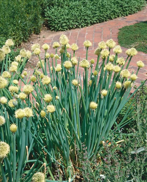 Allium fistulosum