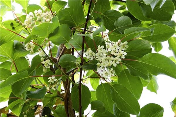 Actinidia arguta Issai
