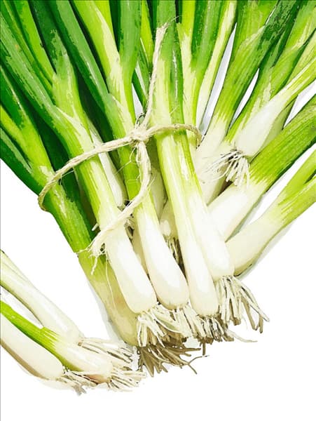Allium fistulosum