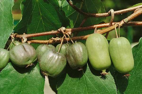 Actinidia arguta Issai