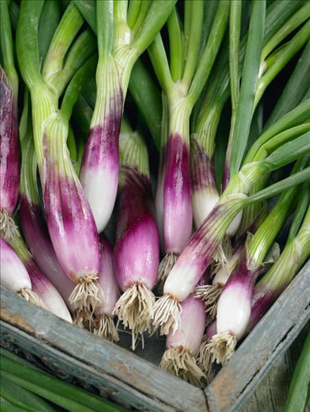 Allium fistulosum Rossa Lunga di Firenze