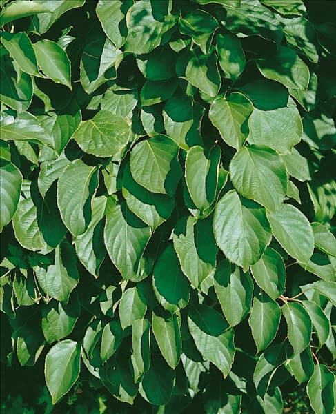 Actinidia arguta Issai