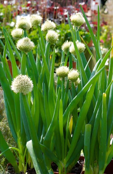 Winterzwiebel / Allium fistulosum