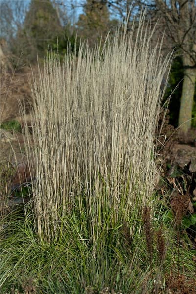 Calamagrostis x acutiflora Eldorado