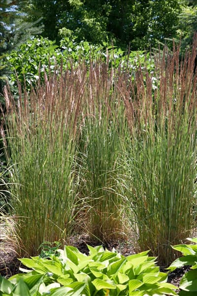 Calamagrostis x acutiflora Eldorado