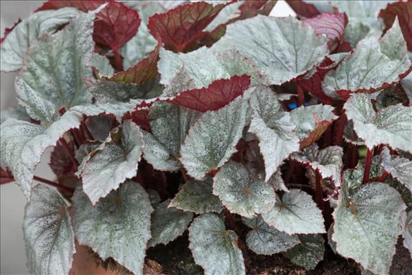 Begonia Yukon Frost
