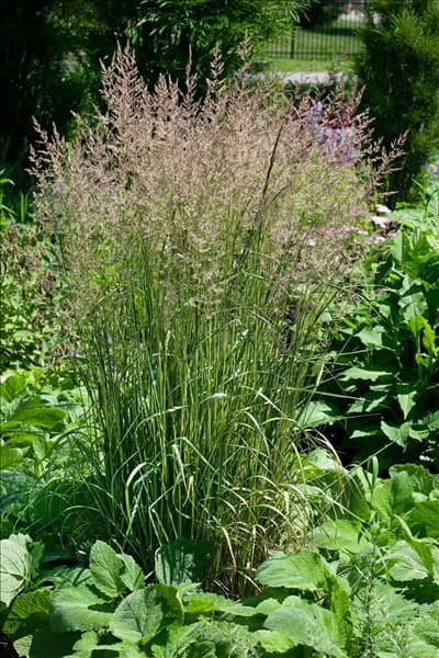 Calamagrostis x acutiflora Eldorado