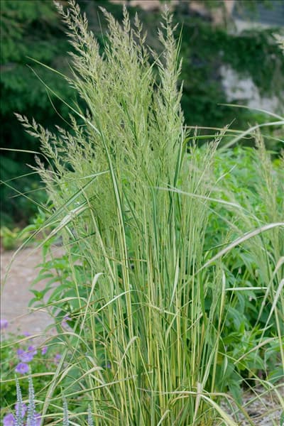 Calamagrostis x acutiflora Eldorado