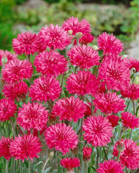 Centaurea cyanus 'Rote Lola'