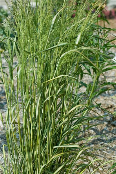 Calamagrostis x acutiflora Eldorado