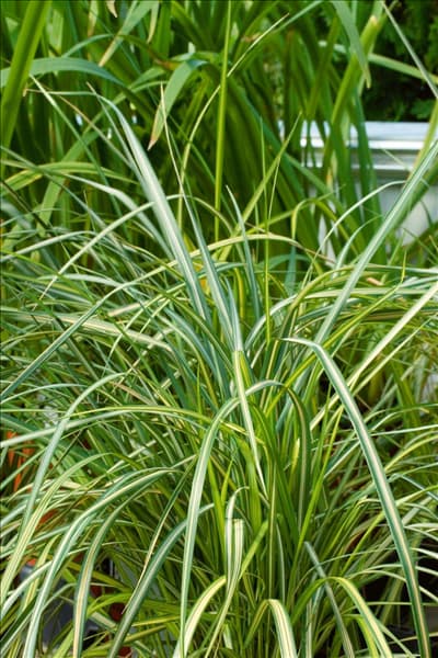 Calamagrostis x acutiflora Eldorado