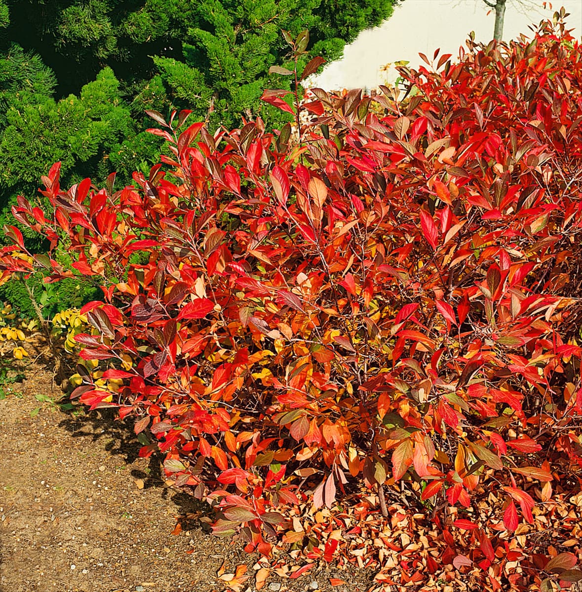 Aronia x prunifolia Brillant
