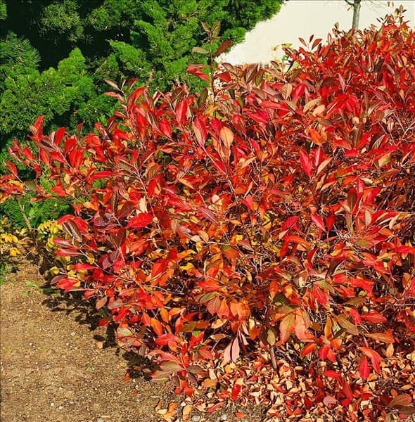 Aronia x prunifolia Brillant