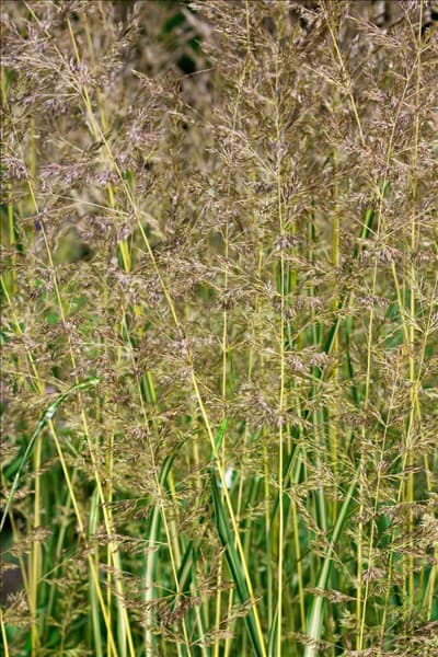 Calamagrostis x acutiflora Eldorado