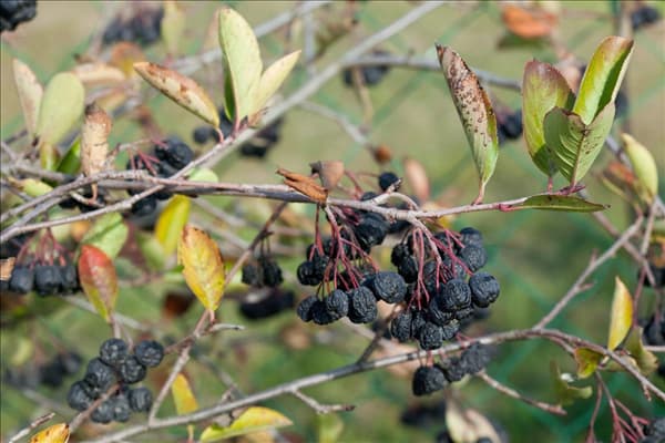 Aronia x prunifolia Nero