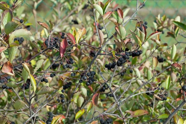 Aronia x prunifolia Nero