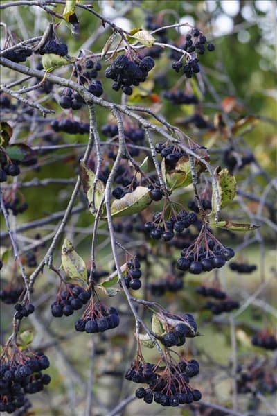 Aronia x prunifolia Viking