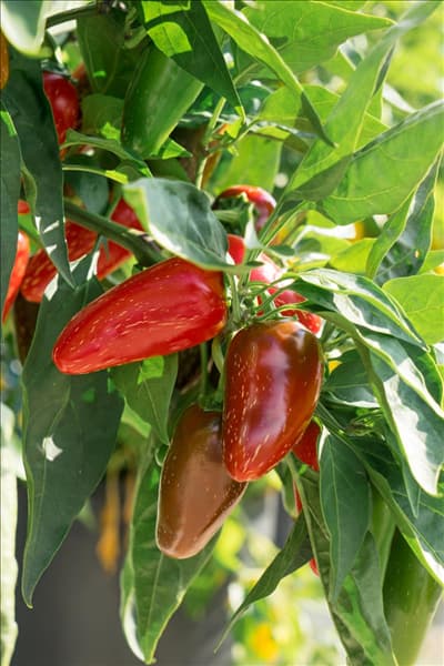 Capsicum annuum Jalapeño