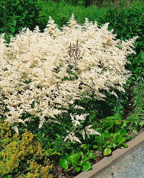 Astilbe x arendsii Snowdrift