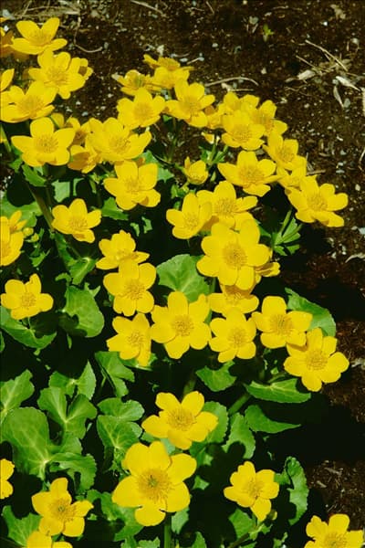 Caltha palustris