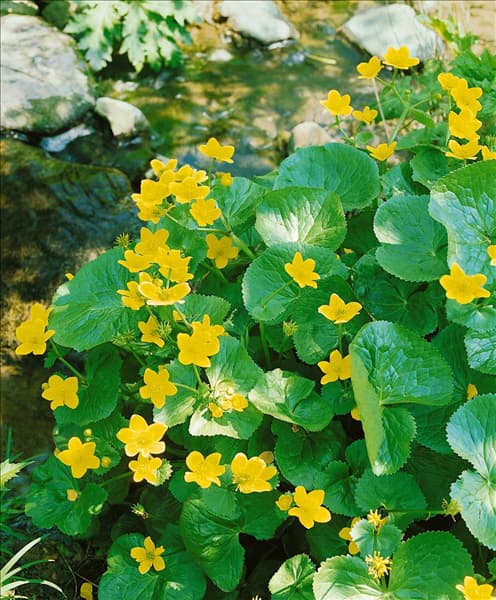 Caltha palustris