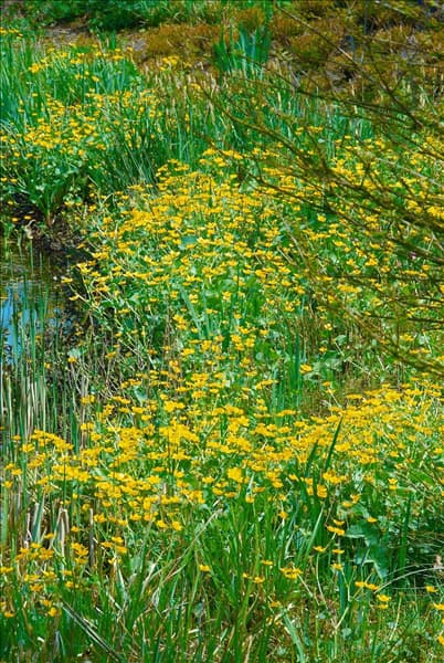 Caltha palustris
