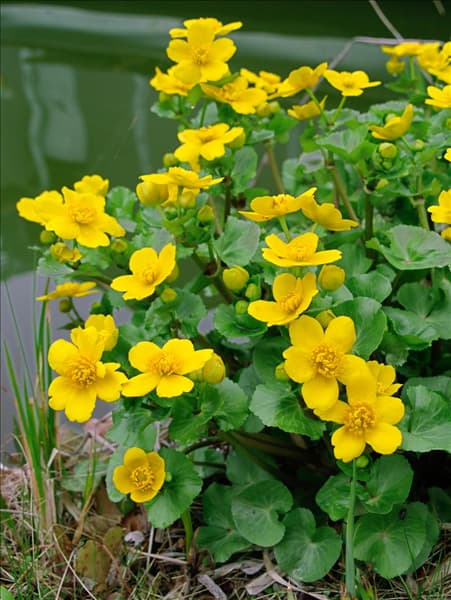 Caltha palustris