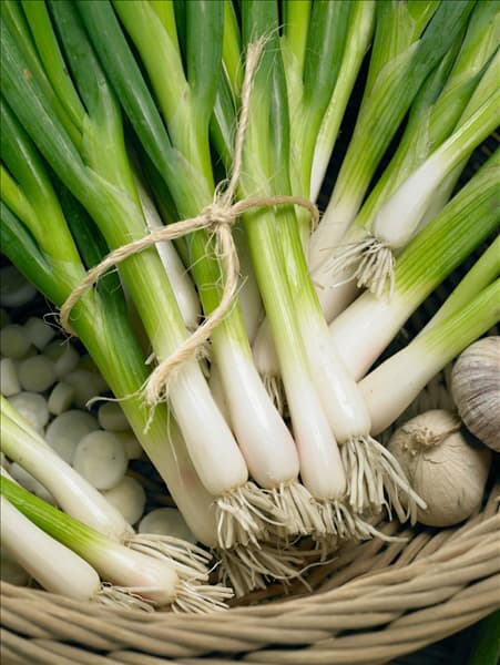 Allium fistulosum Winterhecke Freddy