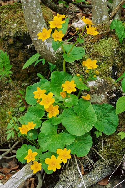 Caltha palustris
