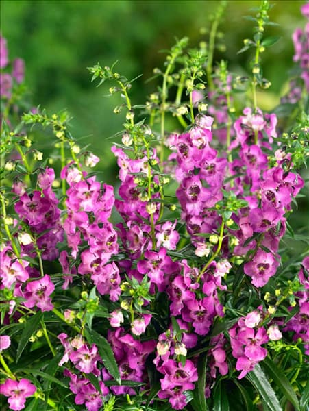 Angelonia Angel Mist Dark Rose