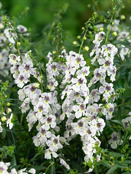Angelonia Angel Mist Lavender Stripe